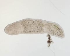 Stenostomum