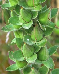 Digitalis purpurea