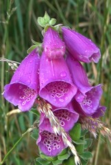Digitalis purpurea