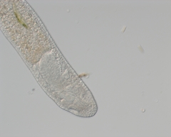Stenostomum