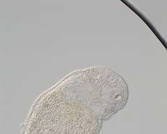 Stenostomum
