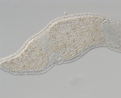 Stenostomum