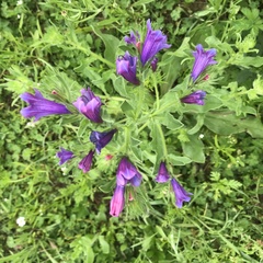 Echium plantagineum