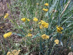 Achillea arabica