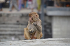 Macaca mulatta