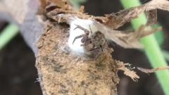 Thomisidae