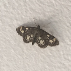 Anania coronata