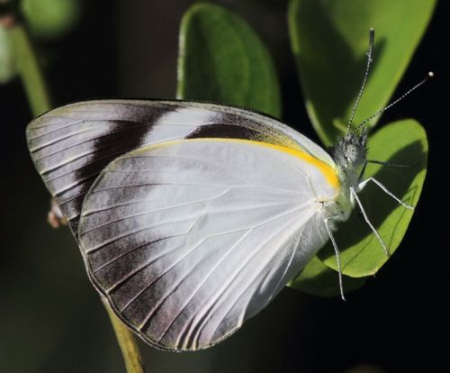 Diverse White