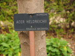 Acer heldreichii