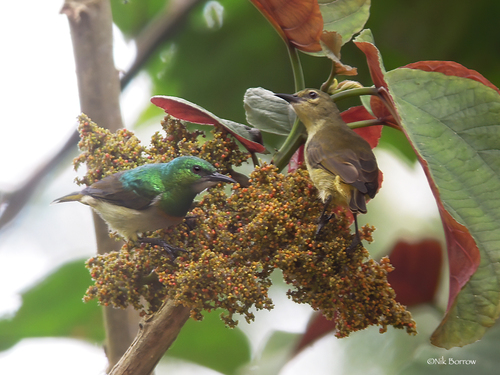 Gray-chinned Sunbird