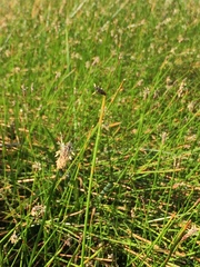 Eleocharis macrostachya