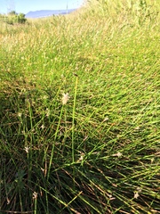 Eleocharis macrostachya