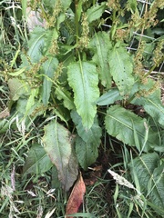 Rumex obtusifolius