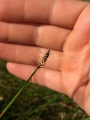 Eleocharis macrostachya