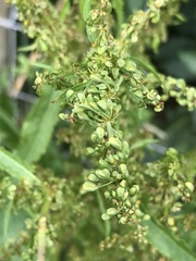 Rumex obtusifolius