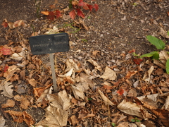 Epimedium × rubrum