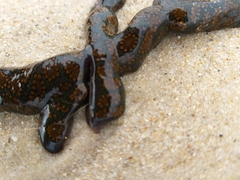 Botrylloides perspicuus