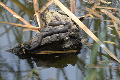 Thamnophis melanogaster