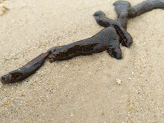 Botrylloides perspicuus