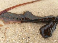 Botrylloides perspicuus