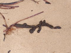 Botrylloides perspicuus