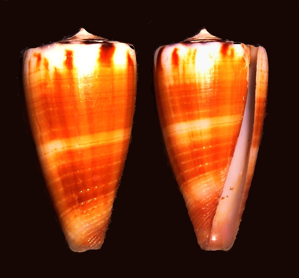 Conus planorbis