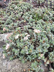 Pimelea carnosa