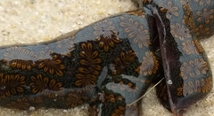 Botrylloides perspicuus