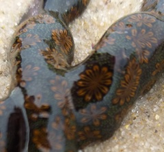 Botrylloides perspicuus