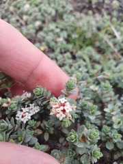 Pimelea carnosa