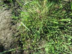 Halerpestes sarmentosa