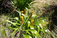 Bulbinella rossii