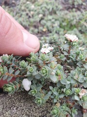 Pimelea carnosa