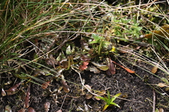 Taraxacum zealandicum