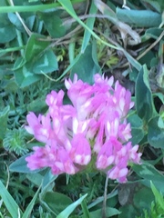 Trifolium medium