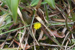 Taraxacum zealandicum
