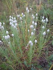 Jurinea stoechadifolia