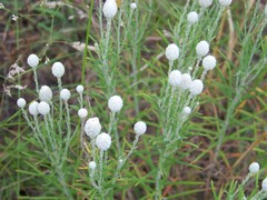 Jurinea stoechadifolia