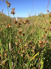 Juncus phaeocephalus