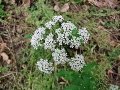 Apioideae