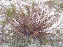 Scrophularia cretacea