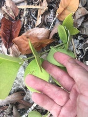 Hoya australis australis