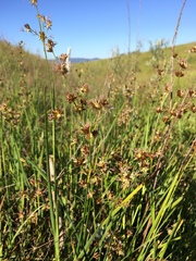Juncus phaeocephalus