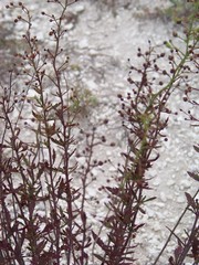 Scrophularia cretacea