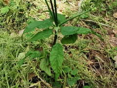 Apioideae
