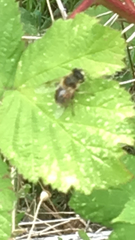 Eristalis