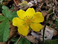 Potentilla verna