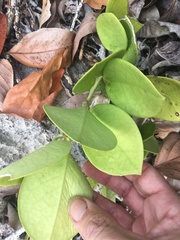 Hoya australis australis