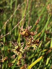 Juncus phaeocephalus