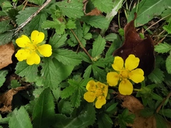 Potentilla verna